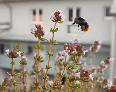 Eine Steinhummel fliegt die rosa Blüten des Thymians auf dem Balkon an.