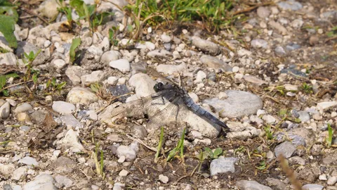 Eine Plattbauchlibelle ruht mit ausgebreiteten Flügeln auf steinigem Boden.