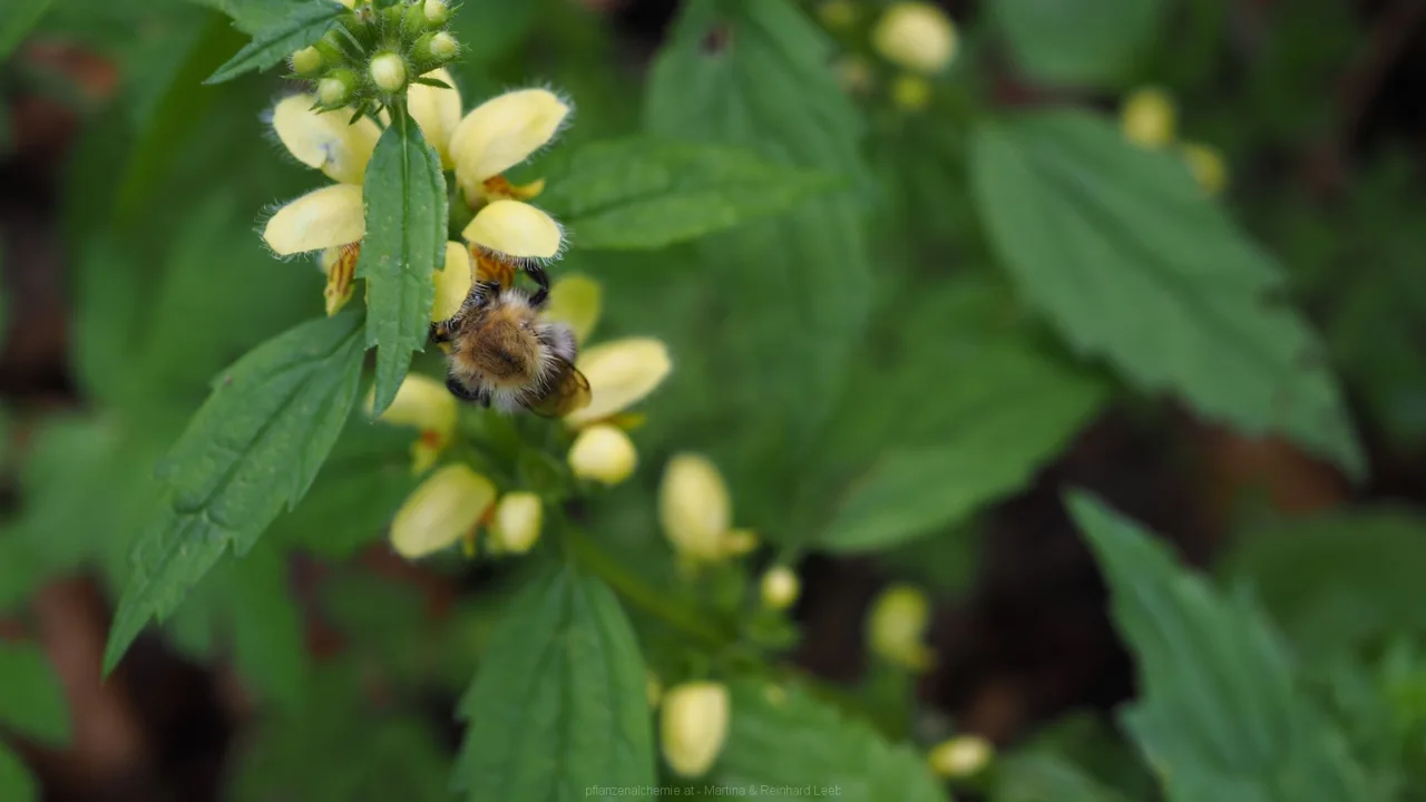 Ackerhummel