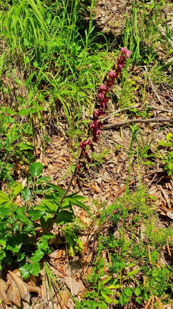 Bodenwies 8.8.2020 – Aufnahme 50