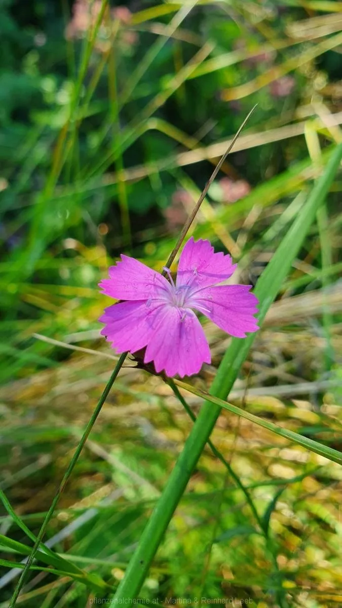 Kartäusernelke (Dianthus carthusianorum)