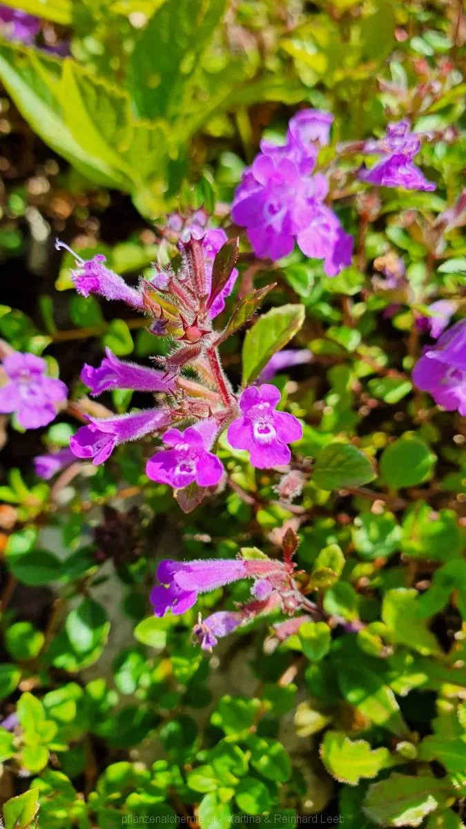 Alpensteinquendel (Acinos alpinus)