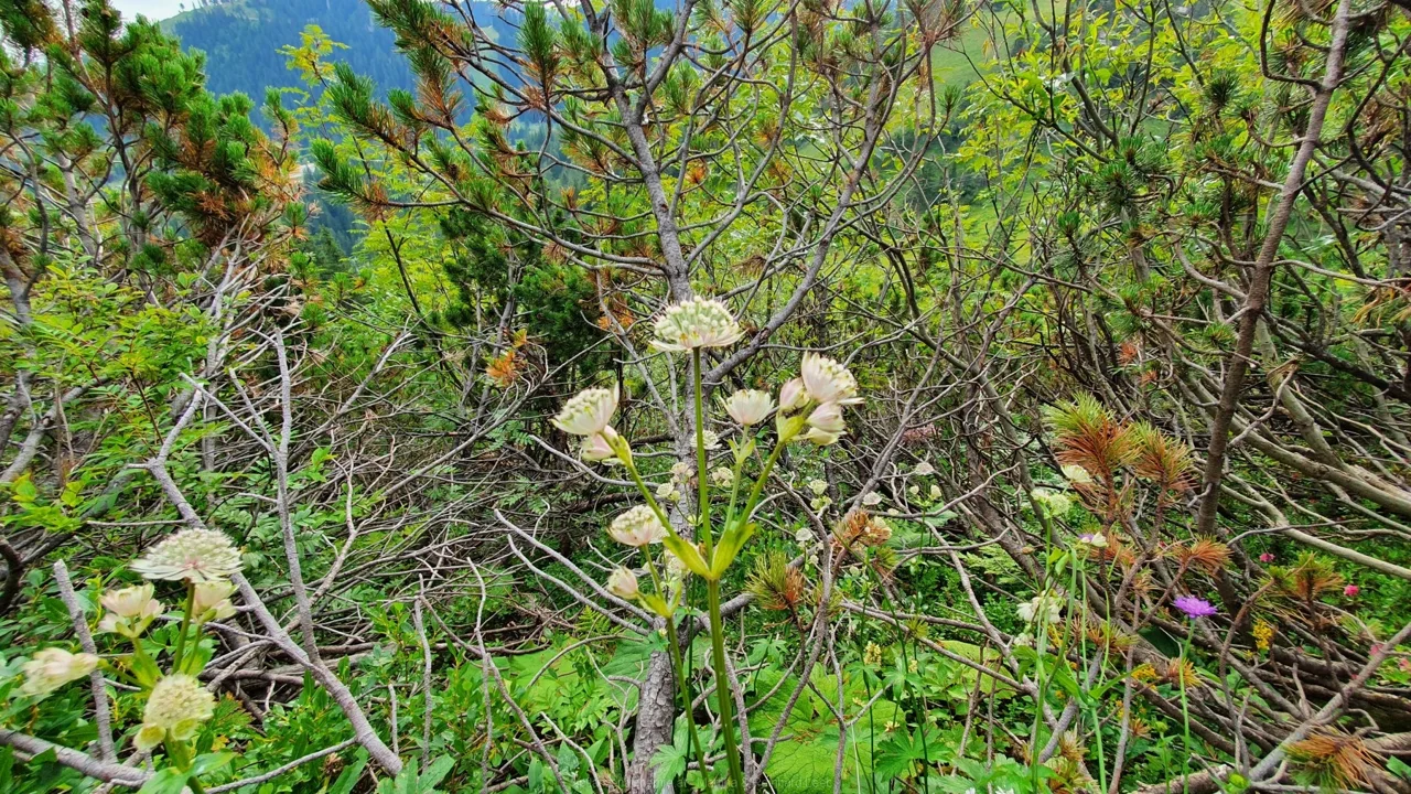 Große Sterndolde (Astrantia major)