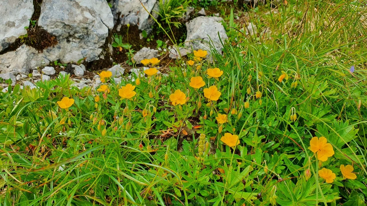 Alpen-Sonnenröschen (Helianthemum alpestre)