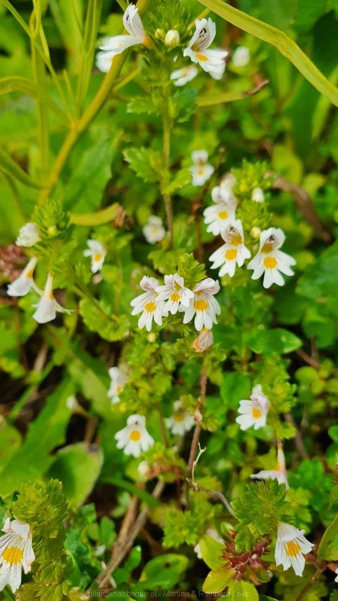 Gewöhnlicher Augentrost (Euphrasia officinalis)