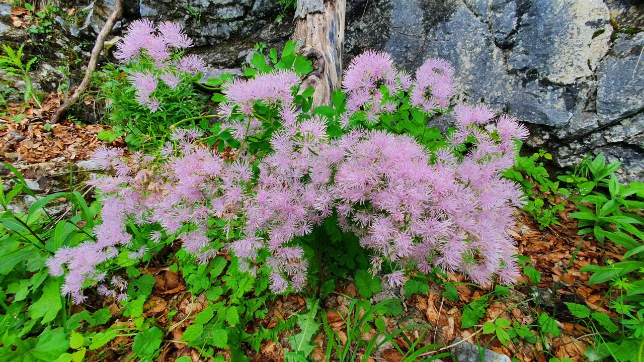 Akeleiblättrige Wiesenraute (Thalictrum aquilegiifolium)