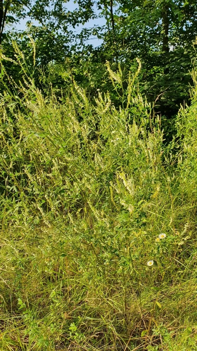 weißer Steinklee (Melilotus albus)