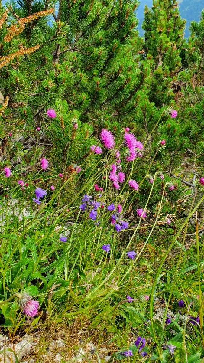Alpendistel, Glockenblumen und Latschen