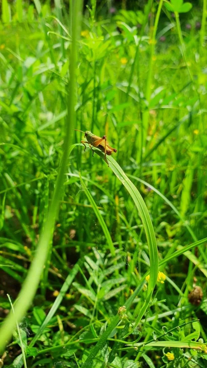 eine Heuschrecke