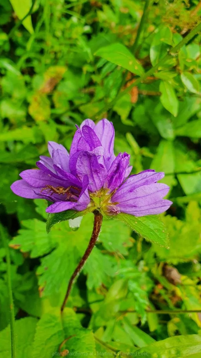 Knäuel-Glockenblume (Campanula glomerata)