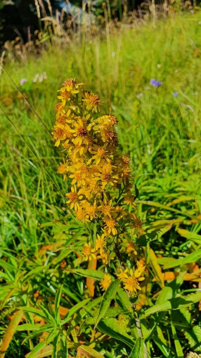 Bodenwies 8.8.2020 – Aufnahme 34
