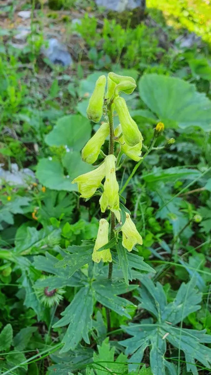 Wolfs-Eisenhut (Aconitum lycoctonum)