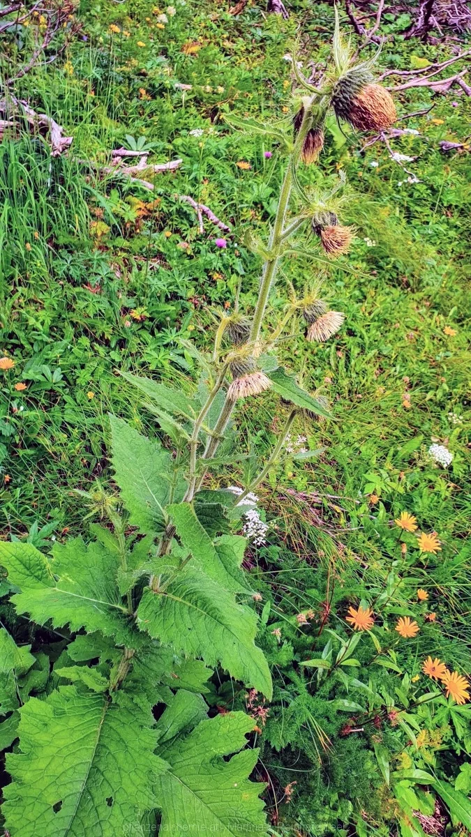 Kleb-Kratzdistel (Cirsium erisithales)