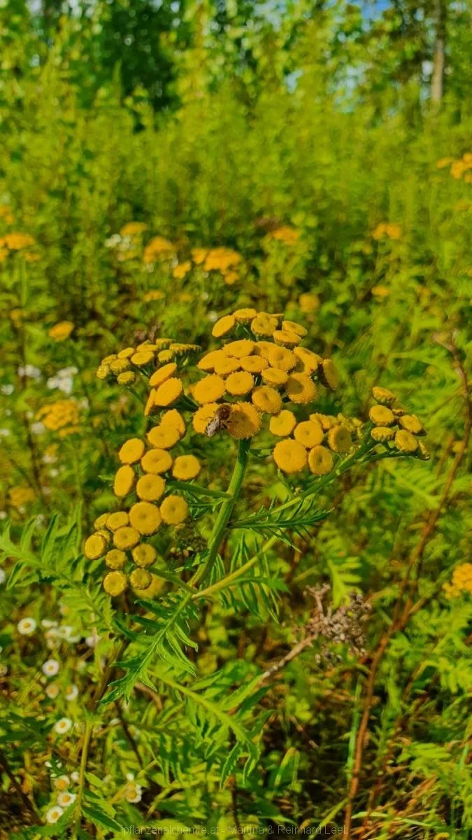 Rainfarn (Tanacetum vulgare)