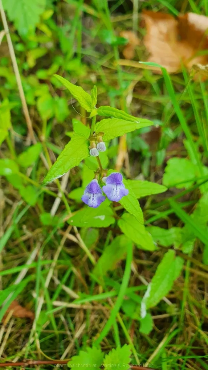 Sumpf-Helmkraut (Scutellaria galericulata)