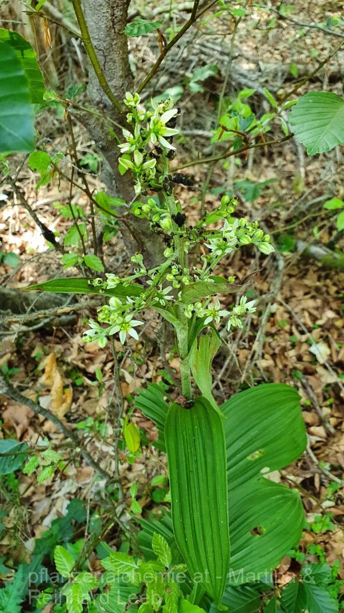 weißer Germer (Veratrum album)