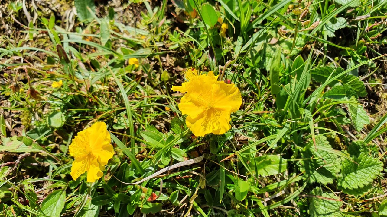 Alpen-Sonnenröschen (Helianthemum alpestre)