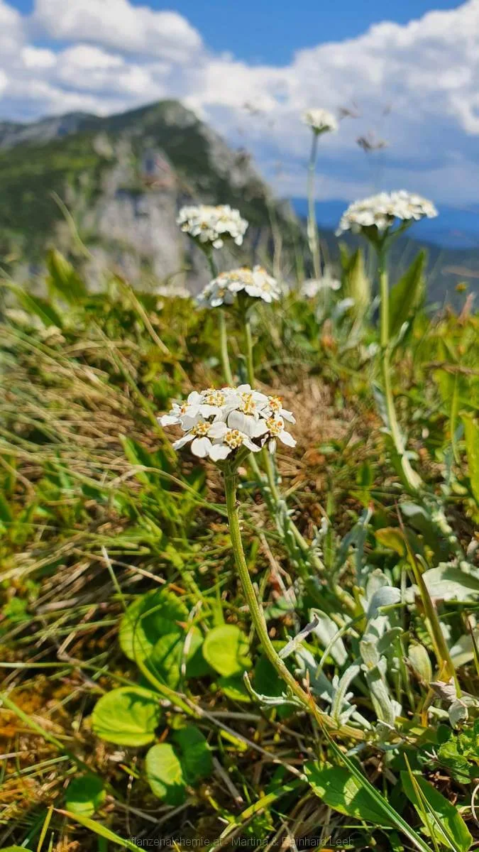 Bittere Schafgarbe (Achillea clavennae)