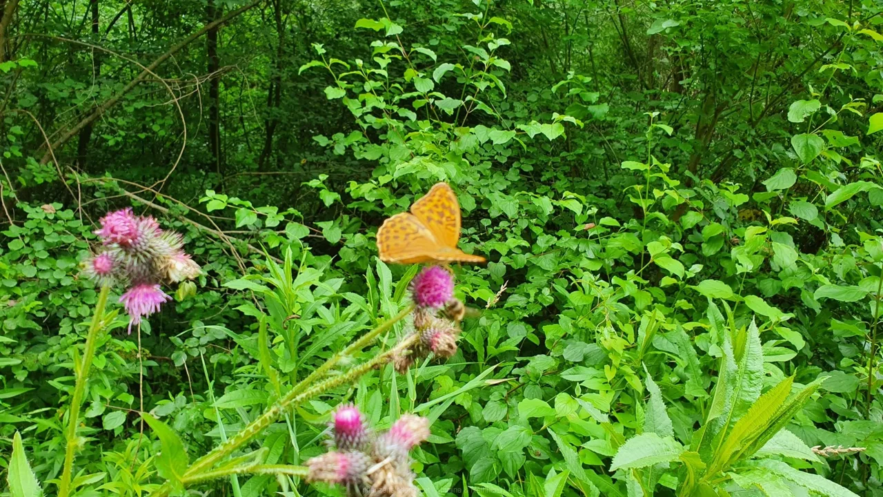 Kaisermantel (Argynnis paphia)