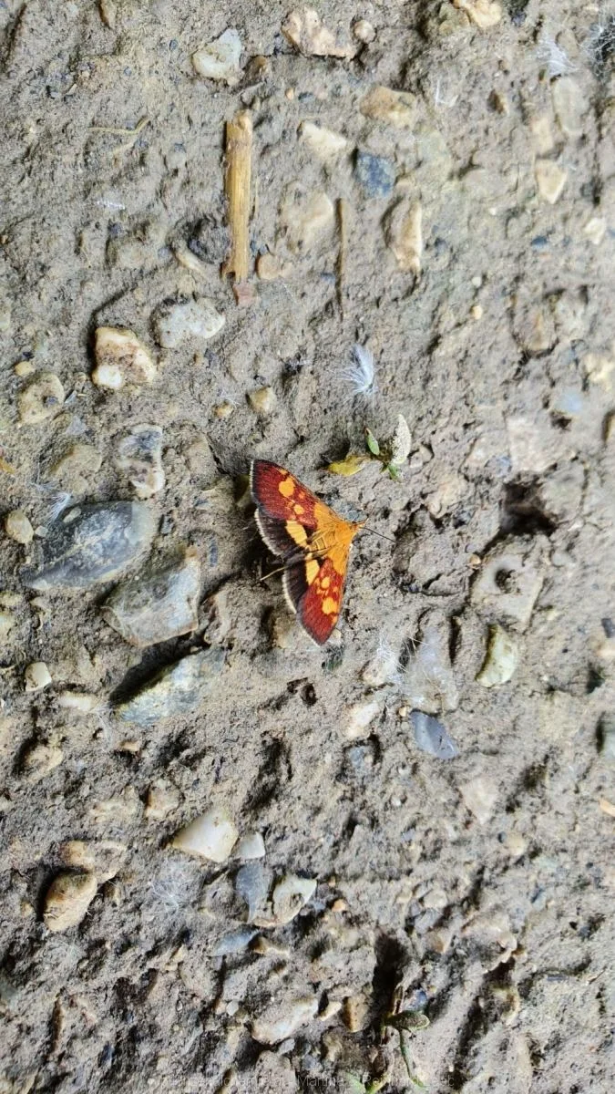 Klebsalbeizünsler (Pyrausta falcatalis)