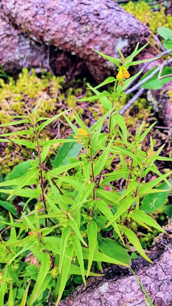 Wiesen-Wachtelweizen (Melampyrum pratense)