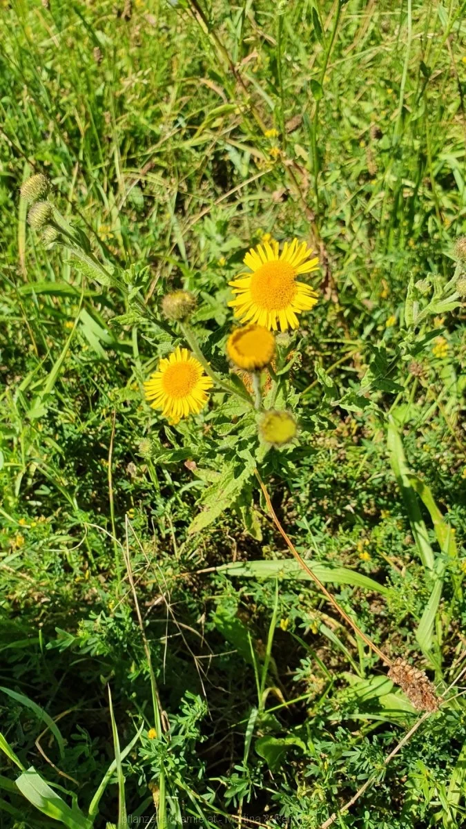 Großes Flohkraut (Pulicaria dysenterica)
