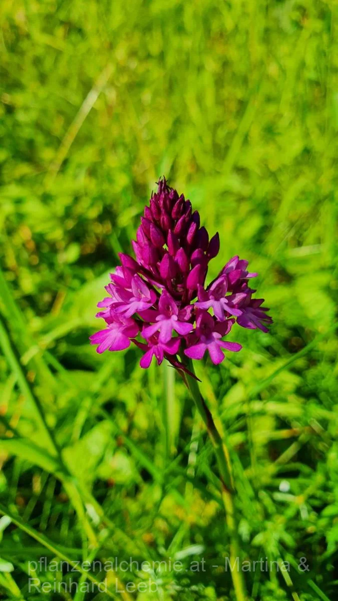 Pyramiden-Hundswurz (Anacamptis pyramidalis)