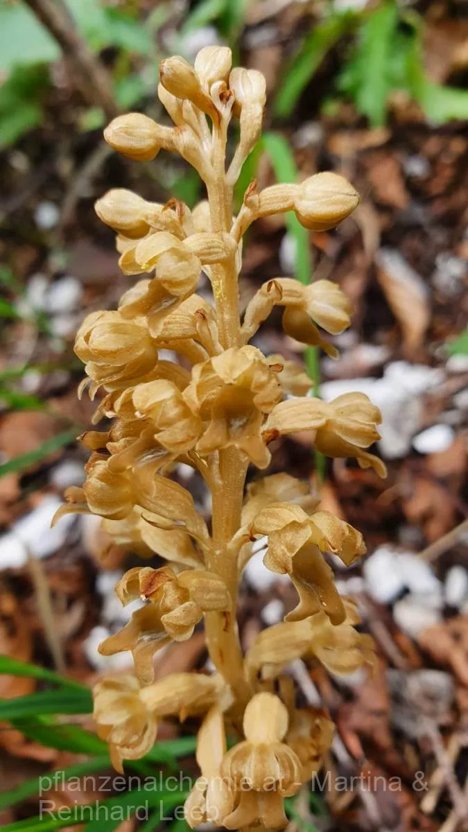 Vogel-Nestwurz (Neottia nidus-avis)