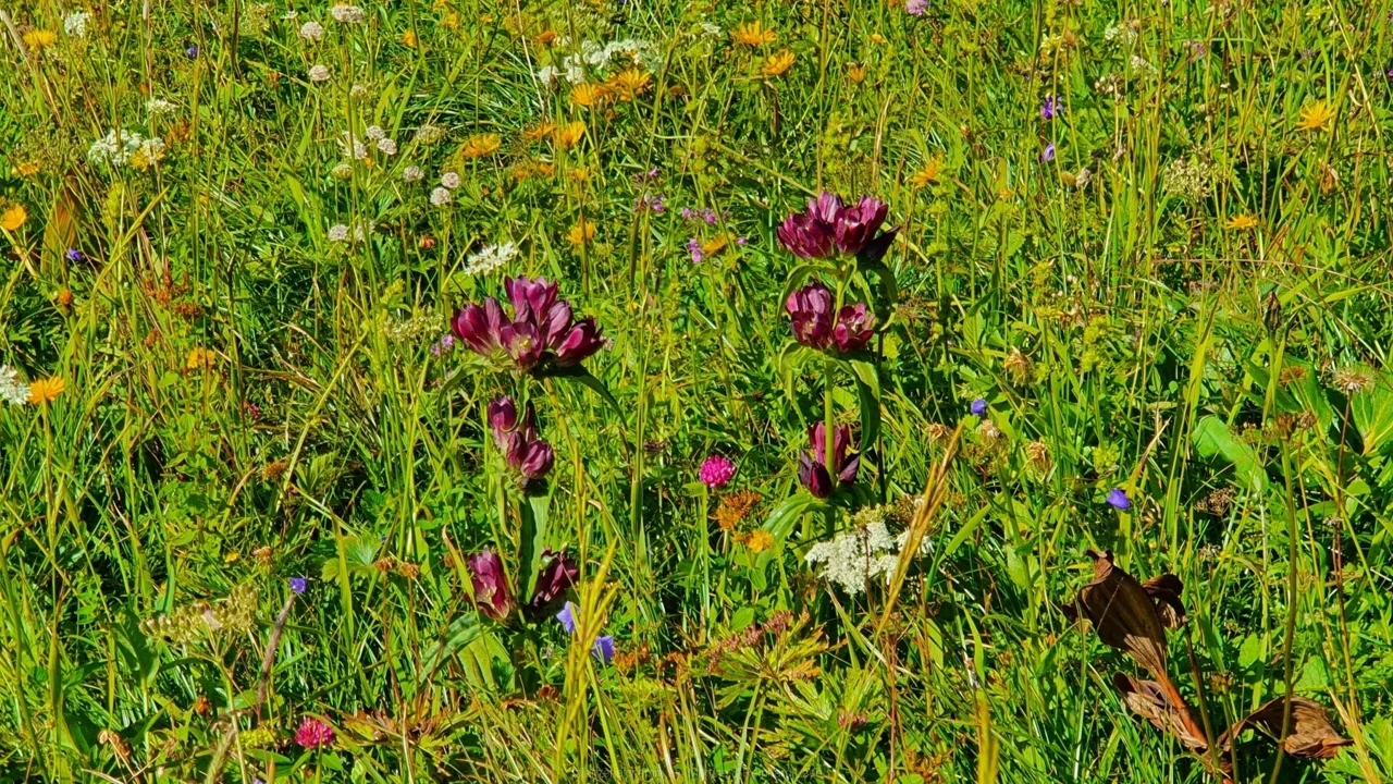 Bodenwies 8.8.2020 – Aufnahme 37