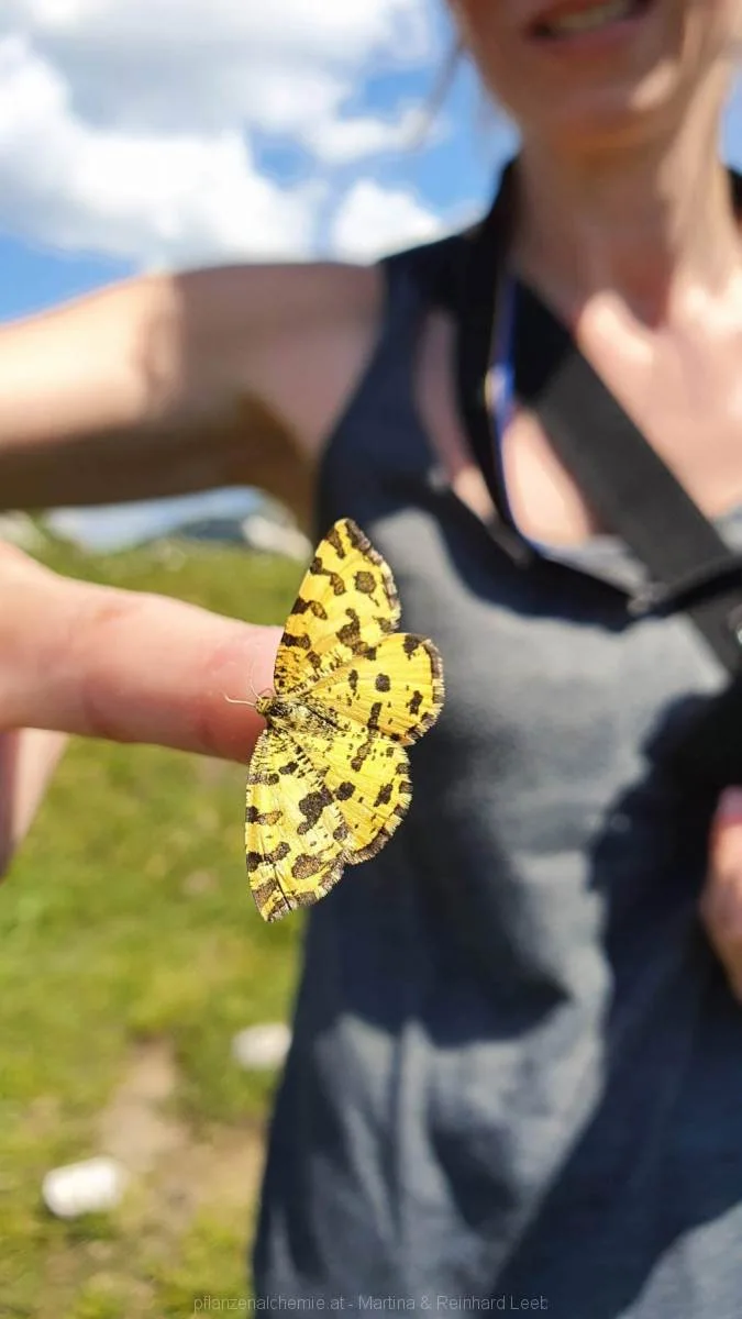 Pantherspanner (Pseudopanthera macularia)