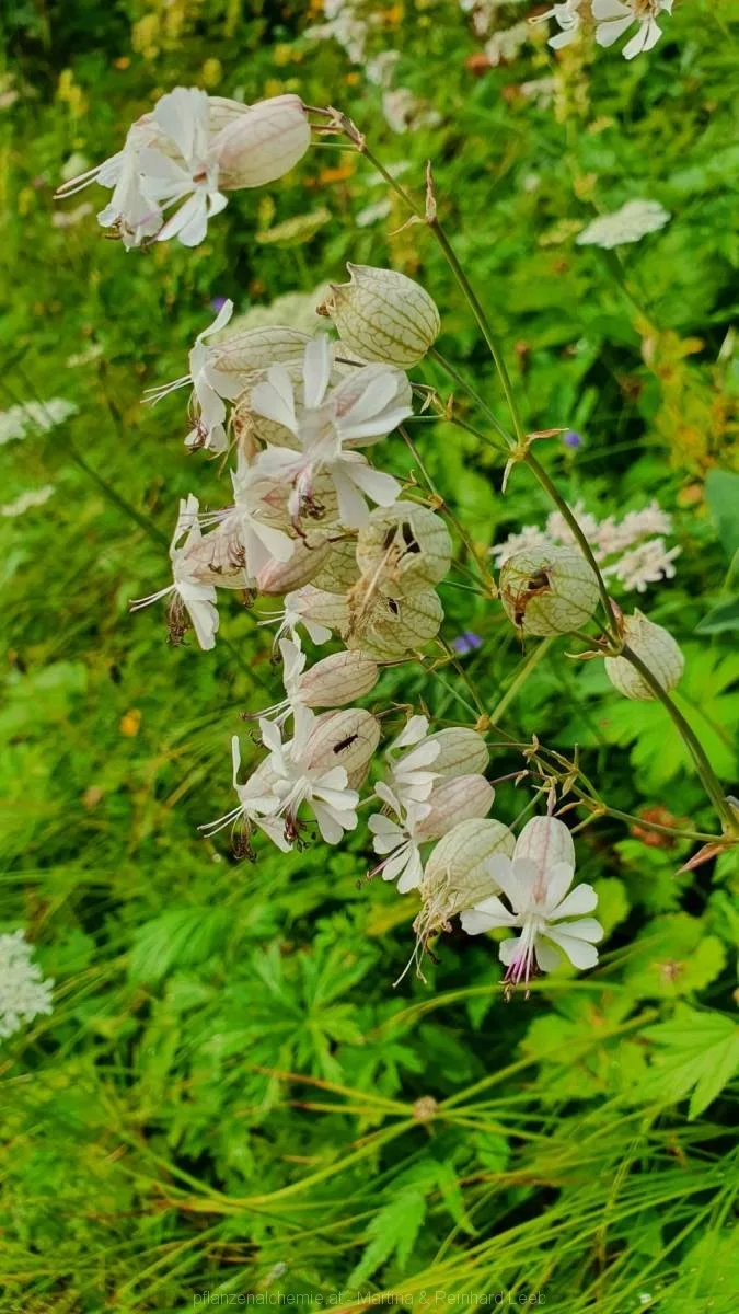 Taubenkropf-Leimkraut (Silene vulgaris)