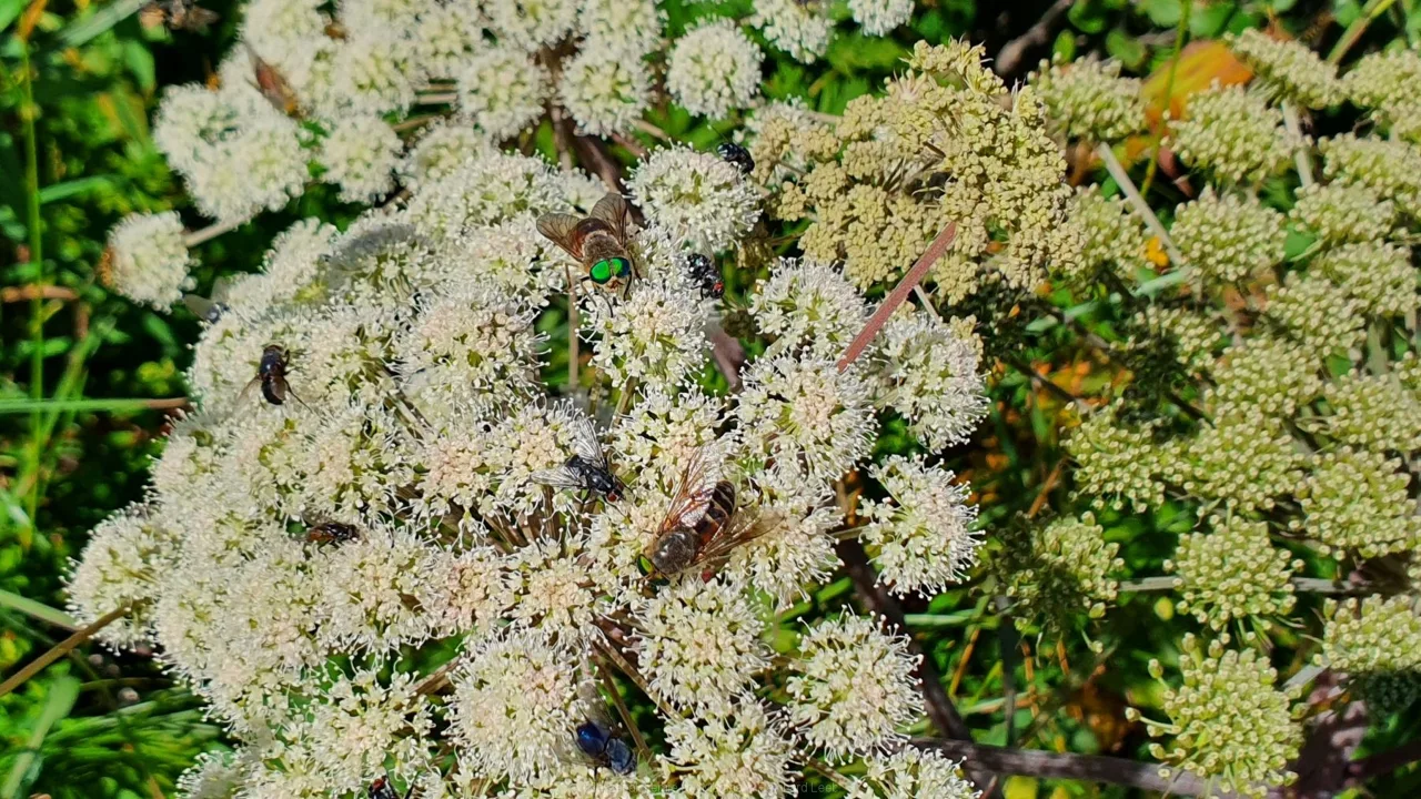 Bodenwies 8.8.2020 – Aufnahme 44