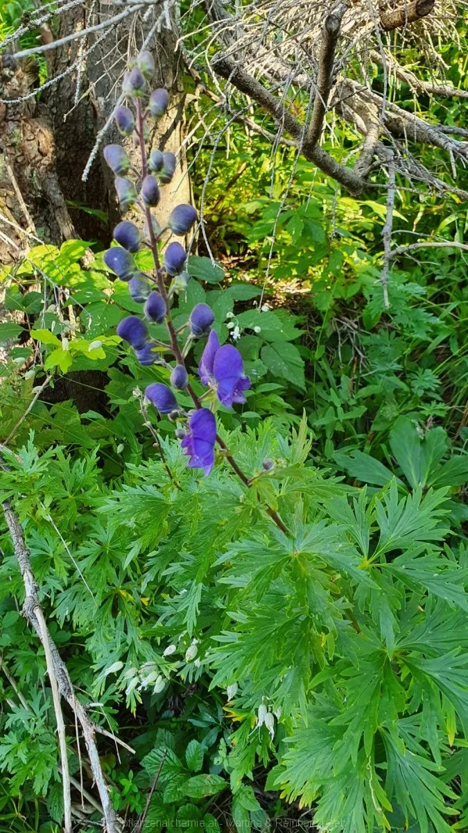 Blauer Eisenhut