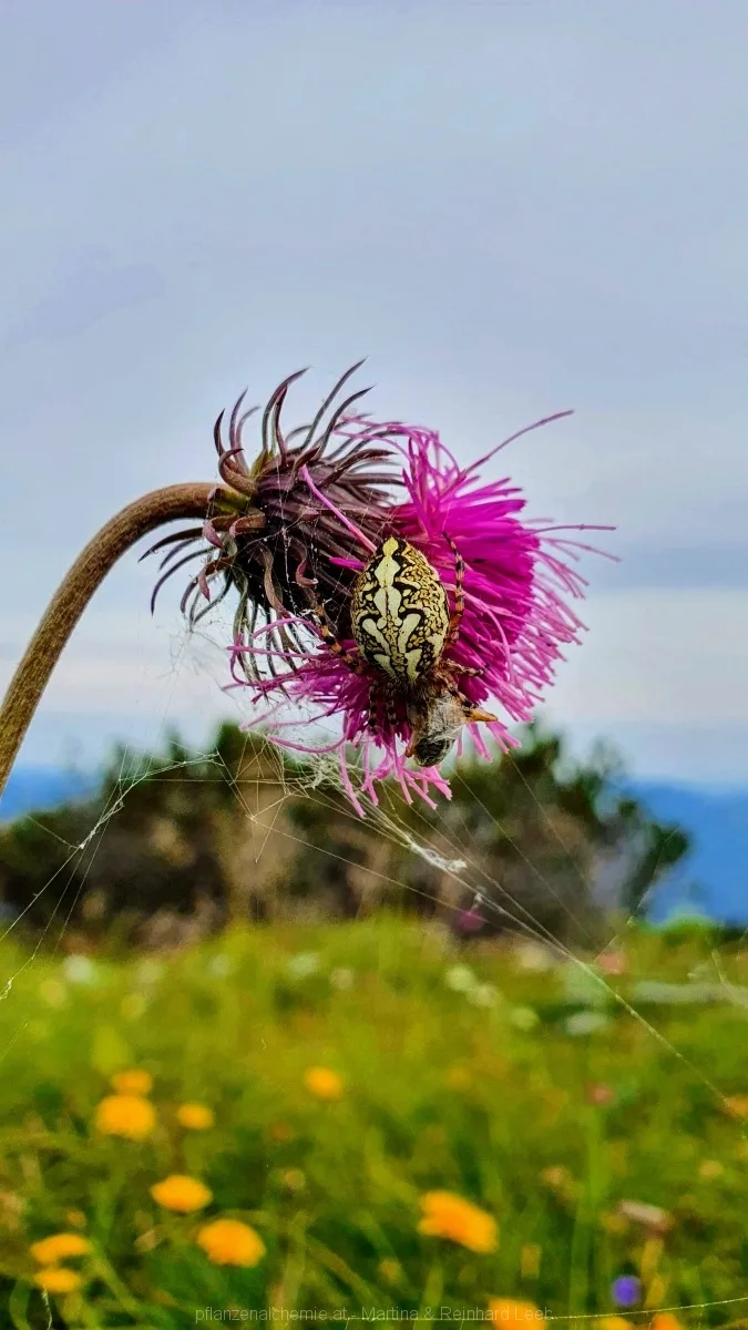 Spinne auf Bergdistel