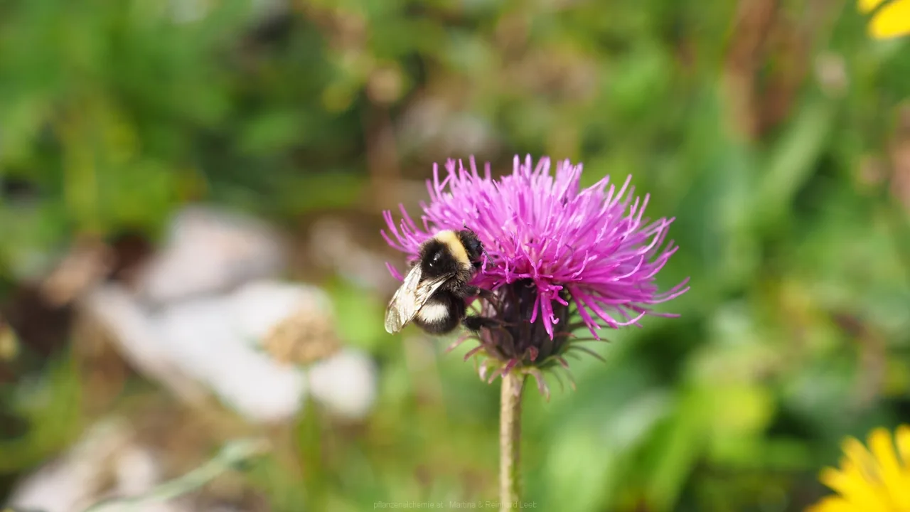 Alpen-Distel mit Hummel
