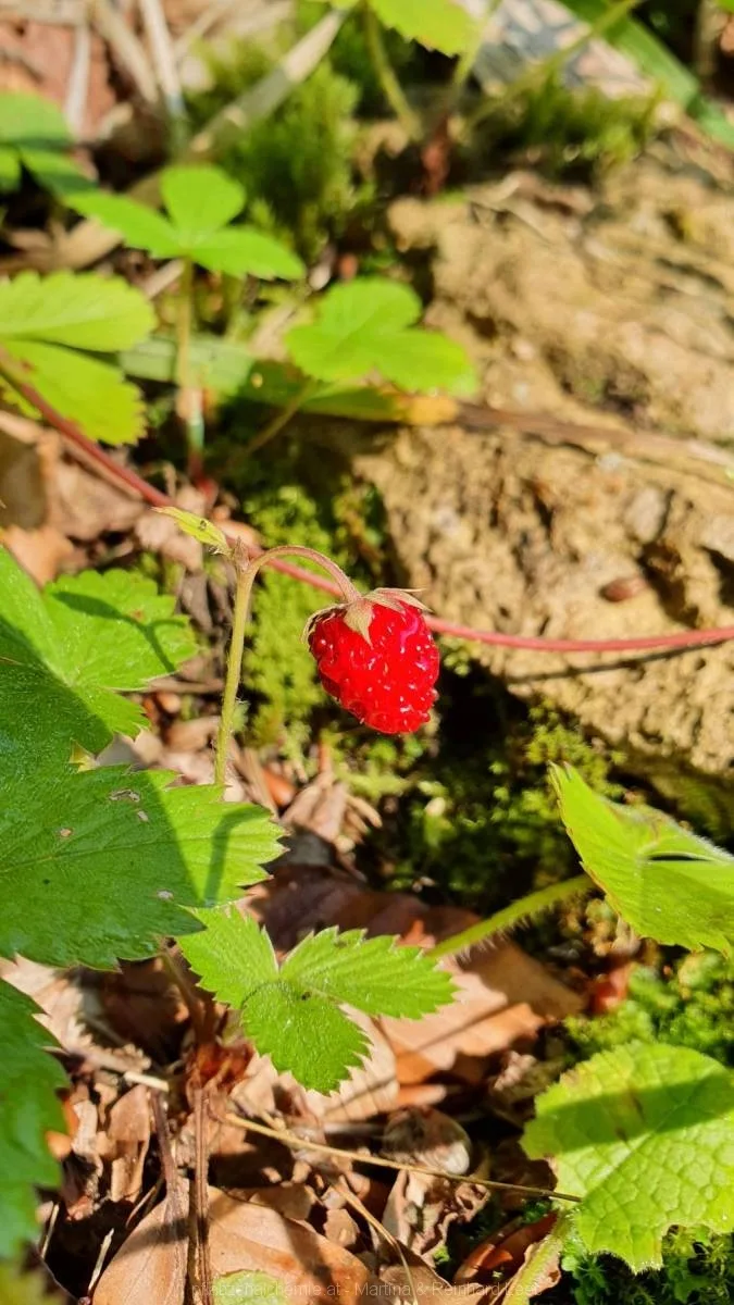 Wald-Erdbeere