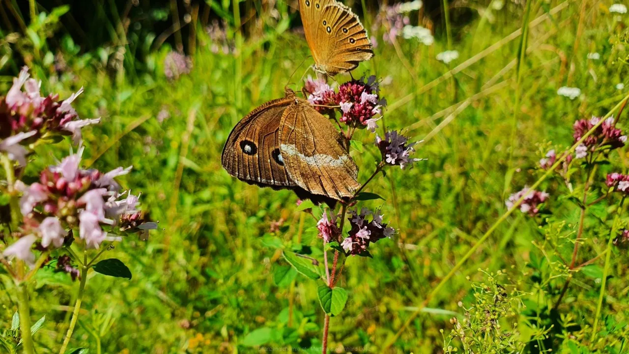 Brauner Waldvogel (Aphantopus hyperantus) und blauäugiger Waldportier (Minois dryas)