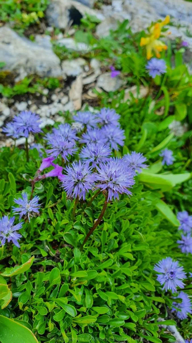 Herzblättrige Kugelblume (Globularia cordifolia)