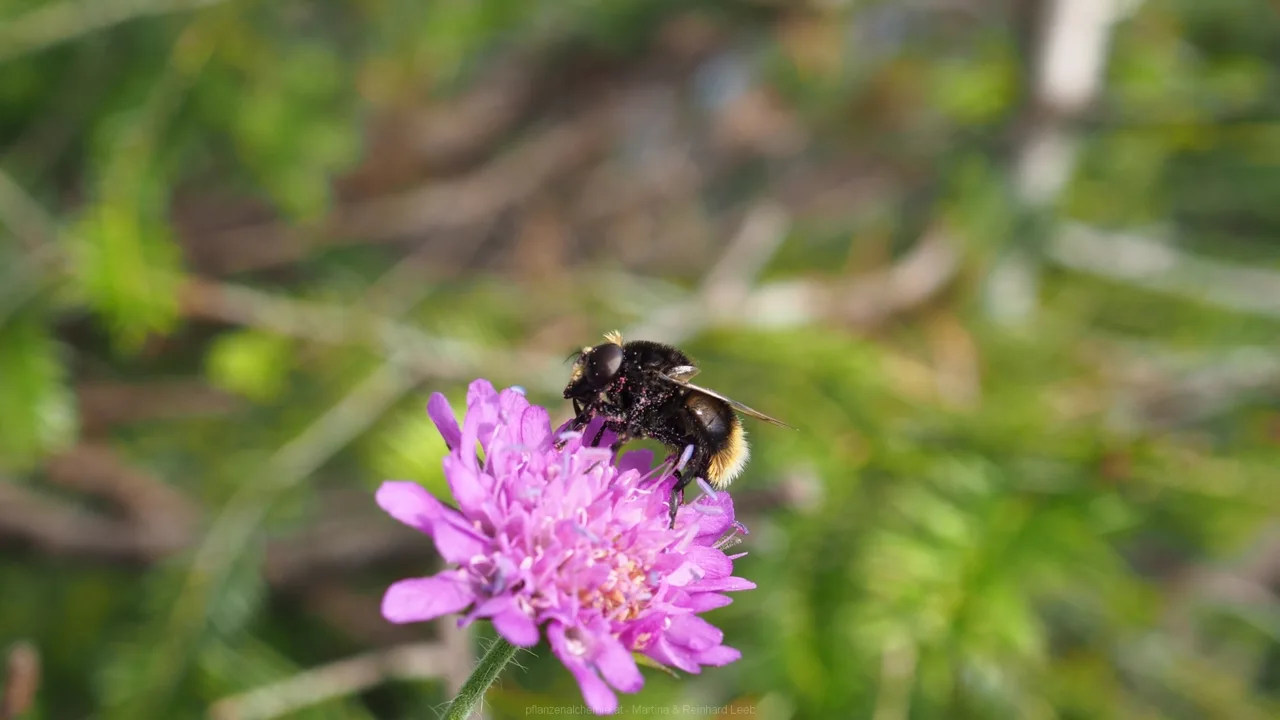 Hummel-Schwebfliege an Skabiose