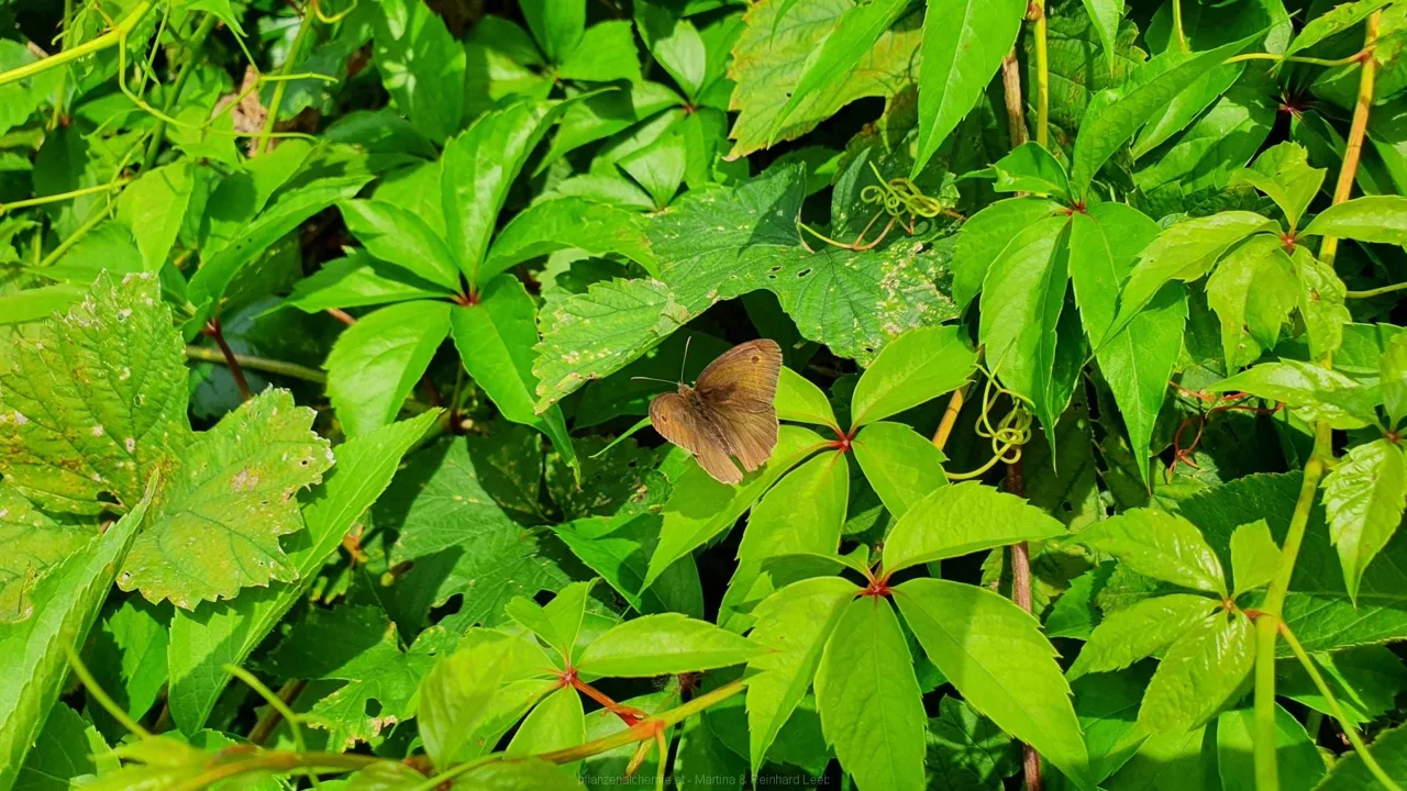 Brauner Waldvogel (Aphantopus hyperantus)