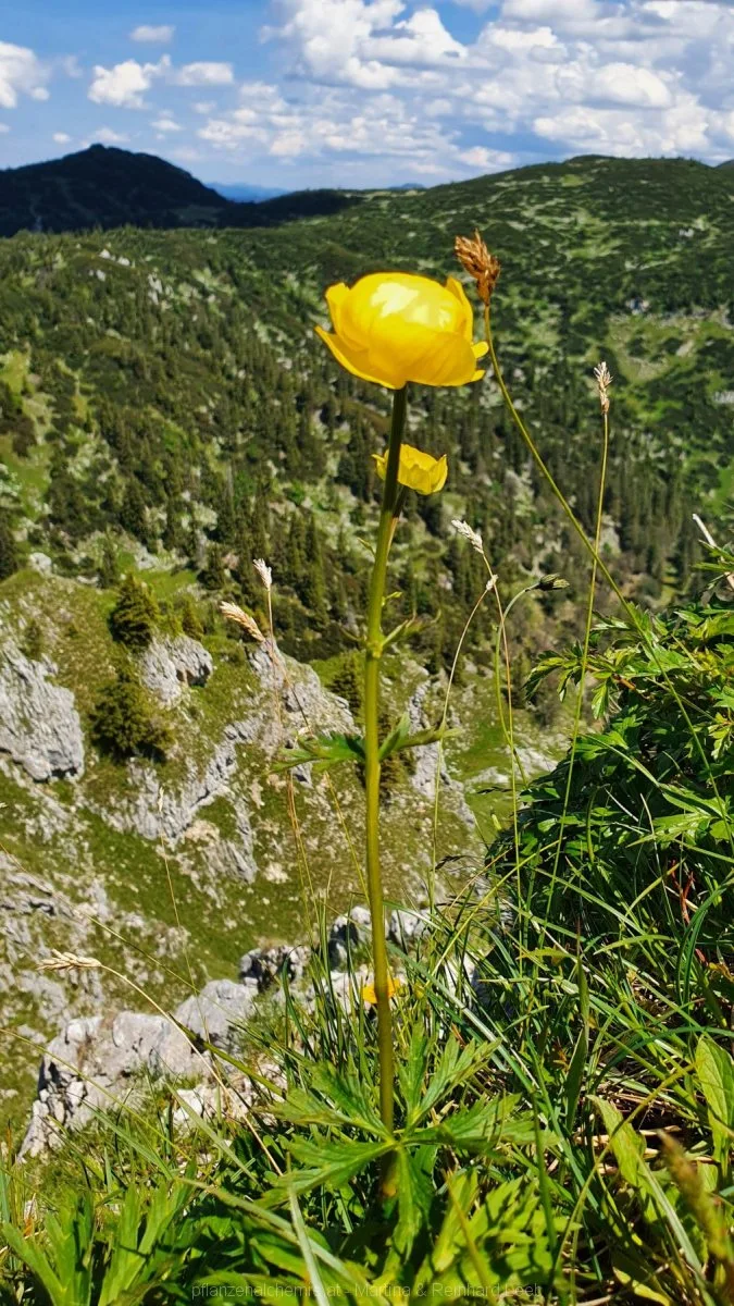 Trollblume (Trollius europaeus)