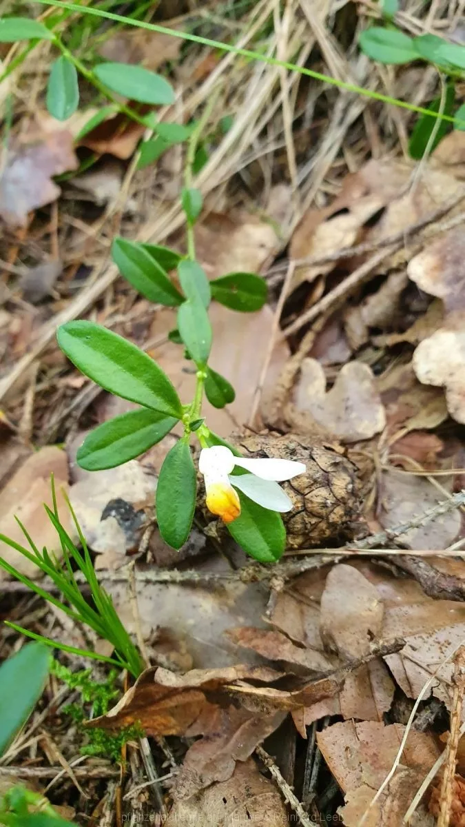 Buchsblättrige Kreuzblume