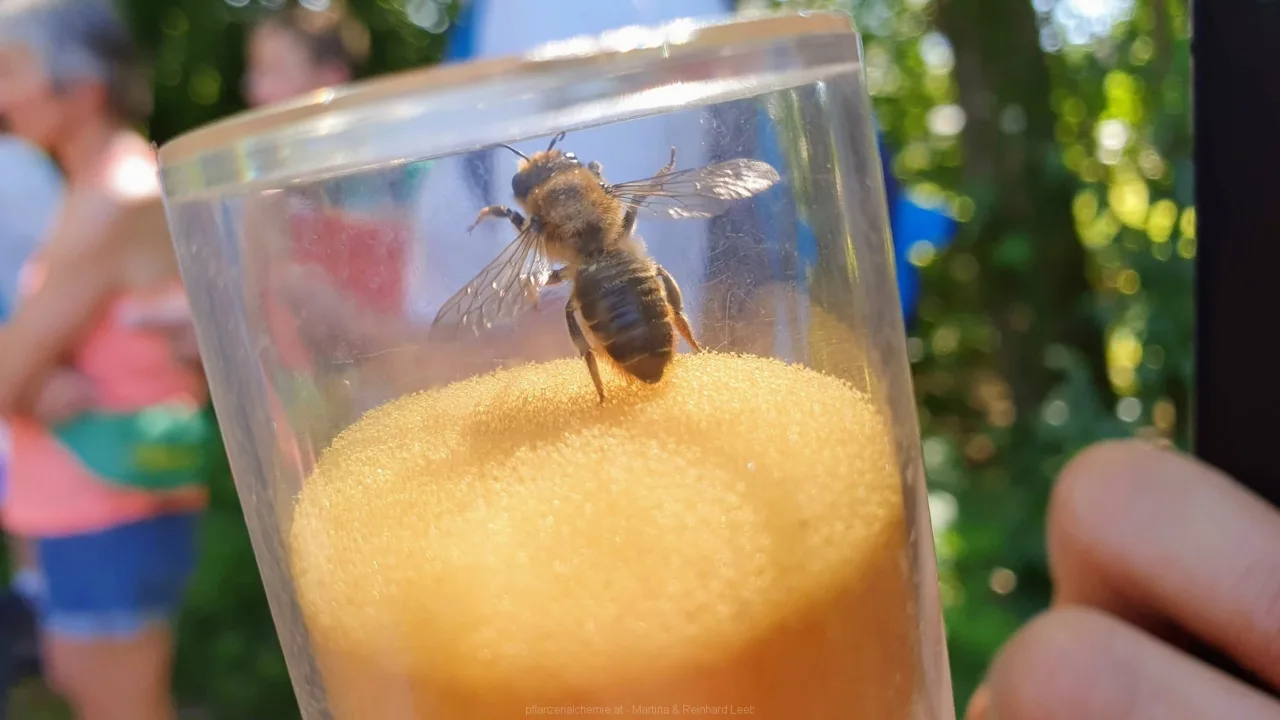 Holz-Blattschneiderbiene (Megachile lignisecca)