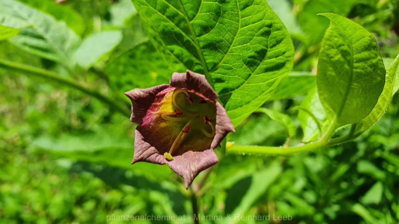 Tollkirsche (Atropa belladonna)