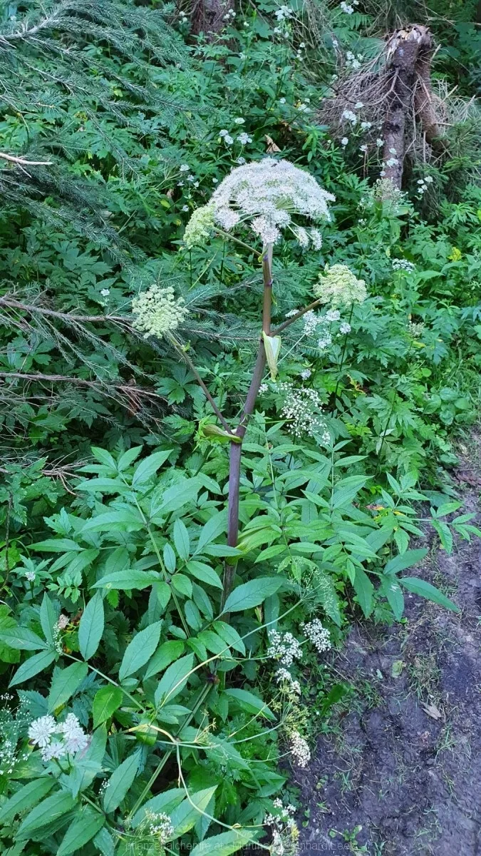 Wald-Engelwurz