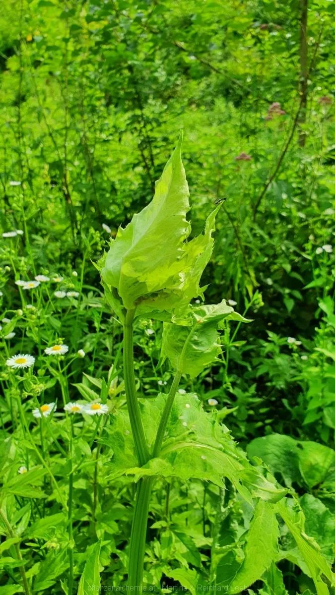 Kohl-Kratzdistel (Cirsium oleraceum)