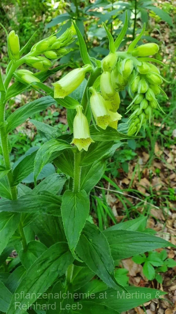 Gelbe Fingerhut (Digitalis lutea)