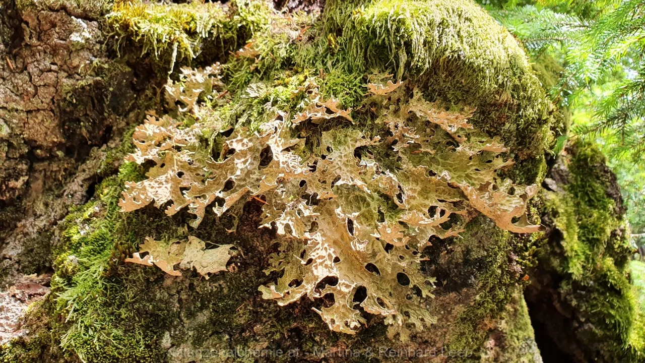 Lungenflechte (Lobaria pulmonaria)