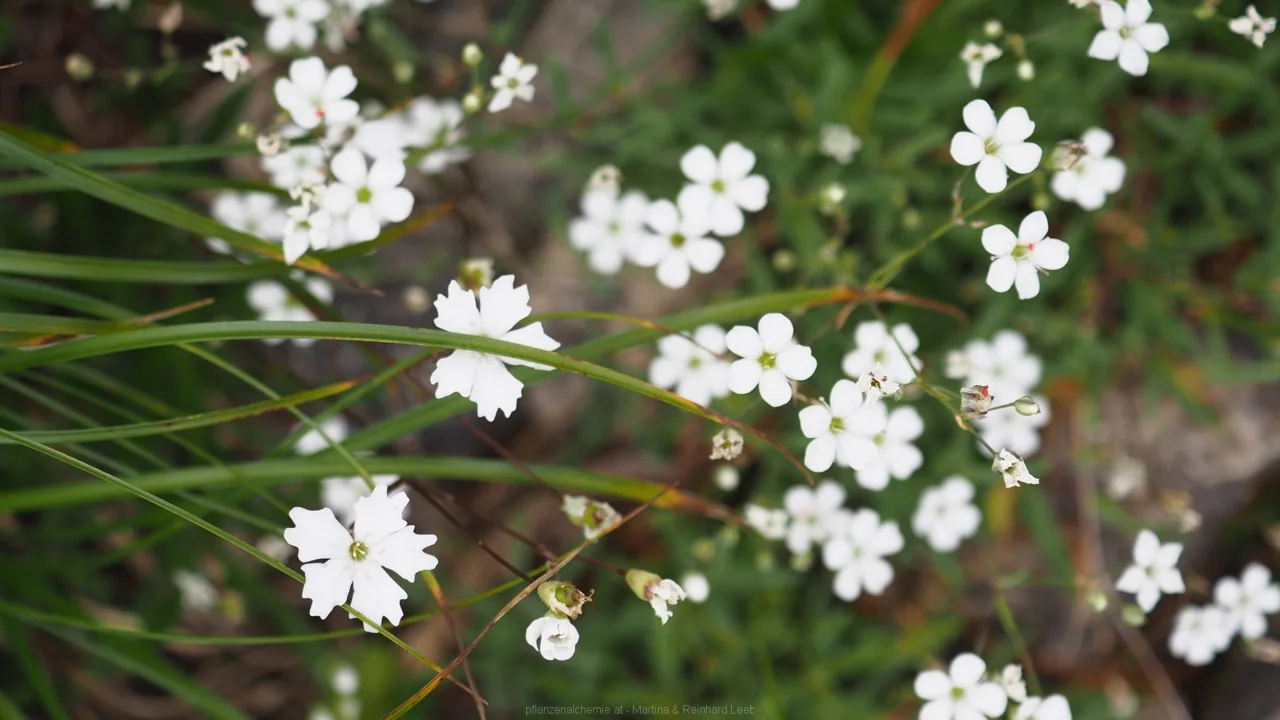 Alpen-Leimkraut (Silene alpestris) , rechts  ein Steinbrech-Gewächs