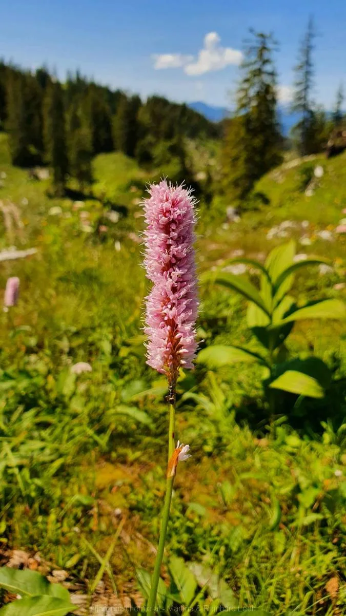 Schlangenknöterich (Bistorta officinalis)